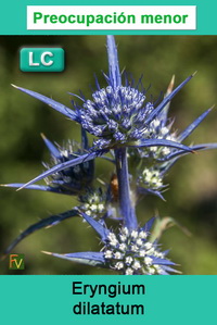 Eryngium dilatatum