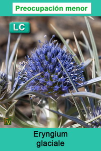 Eryngium glaciale