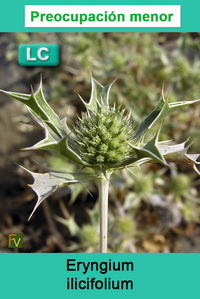 Eryngium ilicifolium