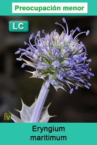 Eryngium maritimum