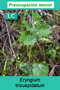 Eryngium tricuspidatum