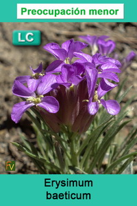 Erysimum baeticum