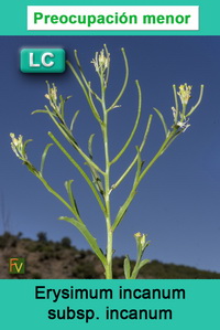 Erysimum incanum incanum