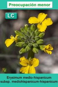 Erysimum medio hispanicum mediohispanicum hispanicum
