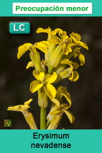 Erysimum nevadense