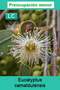 Eucalyptus camaldulensis
