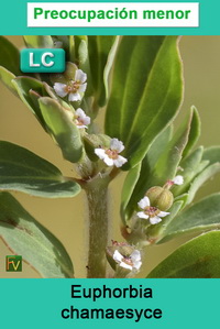Euphorbia chamaesyce