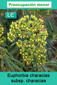 Euphorbia characias characias