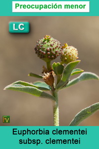 Euphorbia clementei clementei