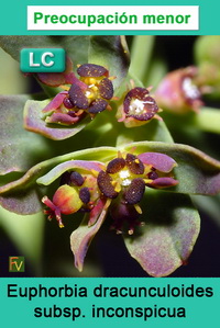 Euphorbia dracunculoides inconspicua