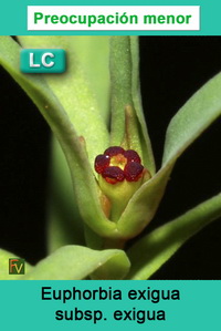 Euphorbia exigua exigua