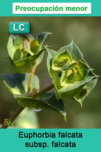 Euphorbia falcata falcata
