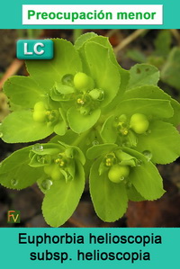 Euphorbia helioscopia helioscopia