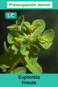 Euphorbia hirsuta