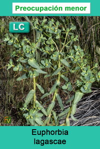 Euphorbia lagascae