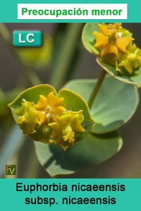 Euphorbia nicaeensis nicaeensis
