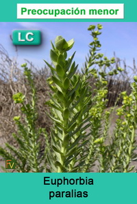 Euphorbia paralias
