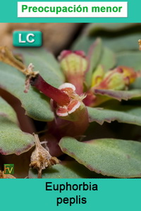 Euphorbia peplis