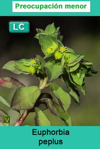 Euphorbia peplus