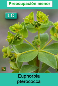 Euphorbia pterococca