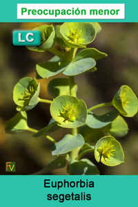 Euphorbia segetalis