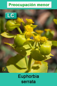 Euphorbia serrata