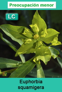 Euphorbia squamigera