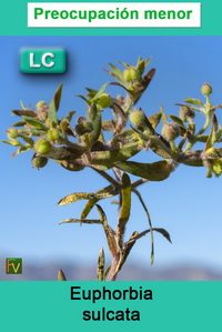 Euphorbia sulcata