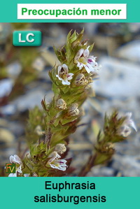 Euphrasia salisburgensis
