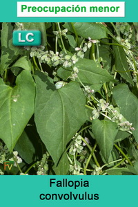 Fallopia convolvulus