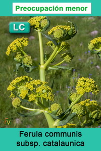 Ferula communis catalaunica