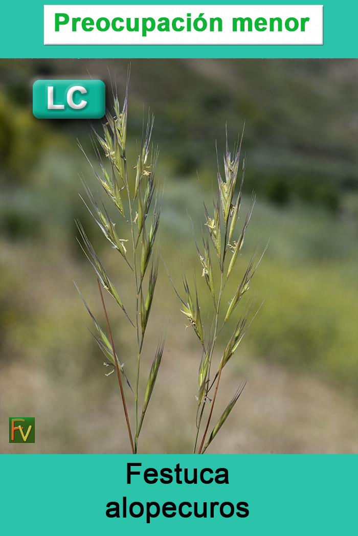 Festuca alopecuros