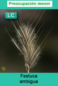 Festuca ambigua