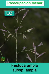 Festuca ampla ampla