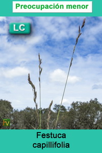 Festuca capillifolia