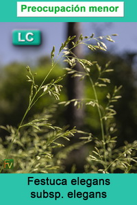 Festuca elegans elegans