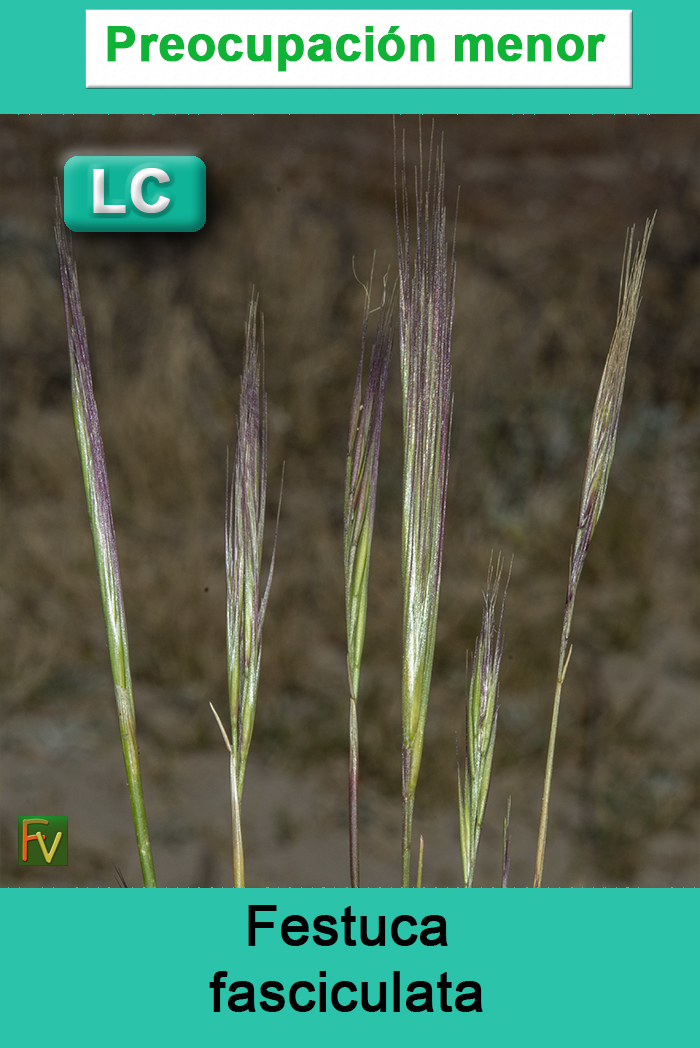 Festuca fasciculata