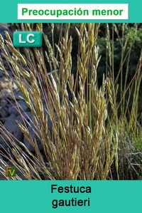 Festuca gautieri