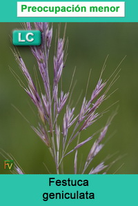 Festuca geniculata