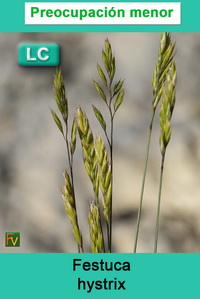 Festuca hystrix