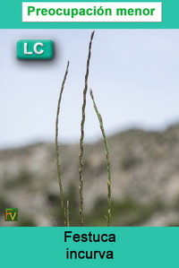 Festuca incurva