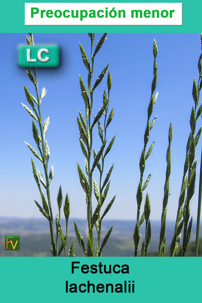 Festuca lachenalii