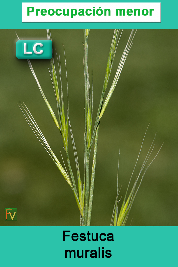 Festuca muralis