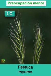 Festuca myuros
