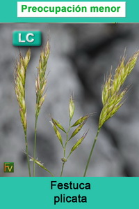 Festuca plicata