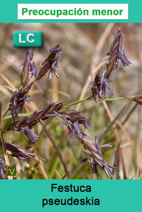 Festuca pseudeskia