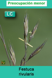 Festuca rivularis