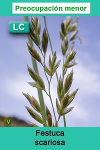 Festuca scariosa