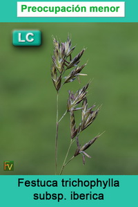Festuca trichophylla iberica