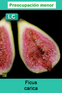 Ficus carica